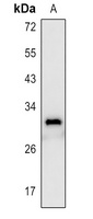 CD8a antibody