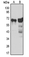 Anti-GAD1 Antibody