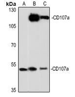 Anti-CD107a Antibody