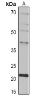 IL-10 antibody