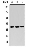 Anti-RING1b Antibody
