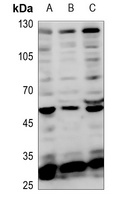 TEAD1 antibody