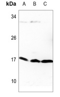 Histone H3 (TriMethyl K9) antibody