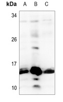 Histone H2B (Butyryl-K12) antibody