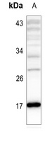Histone H3 (AcK4) antibody