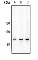 CD167a (pY792) antibody