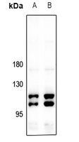 CIITA antibody