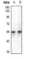 Anti-GPR109A Antibody