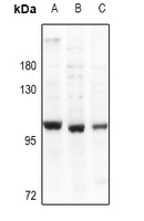 Anti-mGLUR2 Antibody