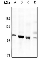 Anti-MUSK Antibody