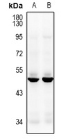 CACNG8 antibody