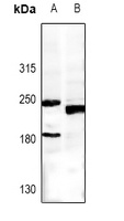 Anti-MRP5 Antibody