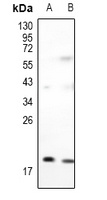 Adenylate Kinase 1 antibody