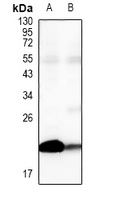 Claudin 4 antibody