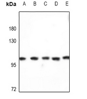 Kv2.1 antibody