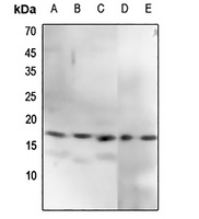 Anti-CENPA (Phospho-S7) Antibody