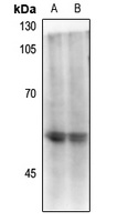 Anti-CD4 (Phospho-S433) Antibody