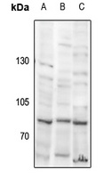 Anti-USP51 Antibody