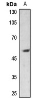 PAR1 antibody