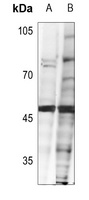 FOXH1 antibody