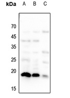 Histone H3 antibody