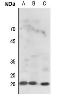 Histone H3 antibody