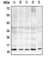 Histone H4 (MonoMethyl-R19) antibody