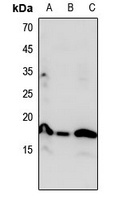 Histone H3 (MonoMethyl-K23) antibody