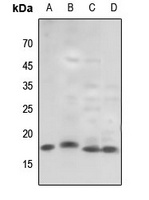 Histone H3 (TriMethyl-K79) antibody