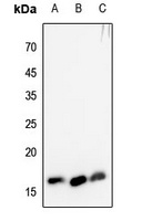 Histone H3 (TriMethyl-K4) antibody