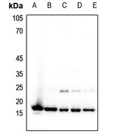 Histone H3 (MonoMethyl-K4) antibody