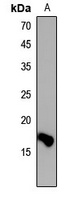 Histone H3 (DiMethyl-K36) antibody