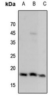 Histone H3 (MonoMethyl-K9) antibody