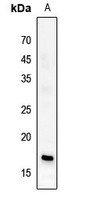Histone H3 (Butyryl-K23) antibody