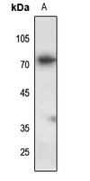 FAM111A antibody
