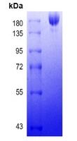 COVID-19 S-trimer Protein (Omicron, BA.2)