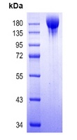 COVID-19 S-trimer Protein V2 (Omicron, B.1.1.529)
