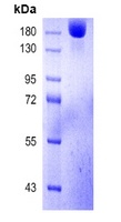 COVID-19 S-trimer Protein (Omicron, B.1.1.529)