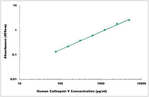 Human Cathepsin V ELISA Kit