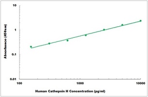 Human Cathepsin H ELISA Kit