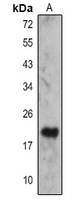 Anti-IL-23 alpha Antibody