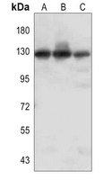 Anti-Integrin alpha 7 Antibody