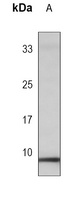 PLM (phospho-S68) antibody