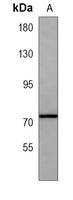 CAPN6 antibody