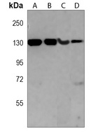 Anti-DNMT3A Antibody