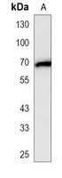 Anti-GPR56 Antibody