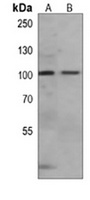 Anti-NRAGE Antibody