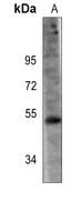 Pontin 52 antibody