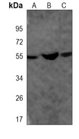 Anti-SUFU Antibody