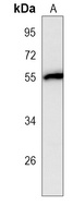 Anti-NUP50 Antibody